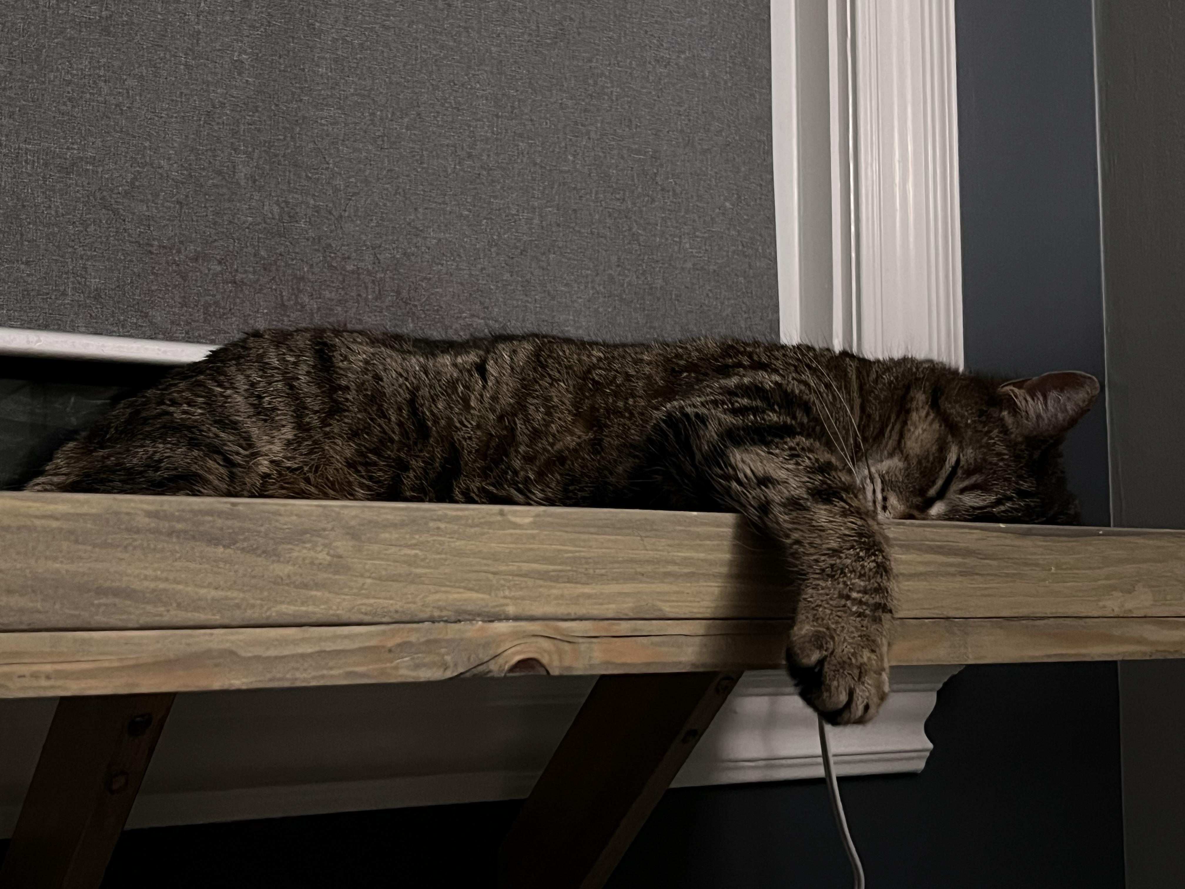 Enlarge Lyra, a ADOPTABLE Domestic Short Hair in Toronto, ON image 2/3