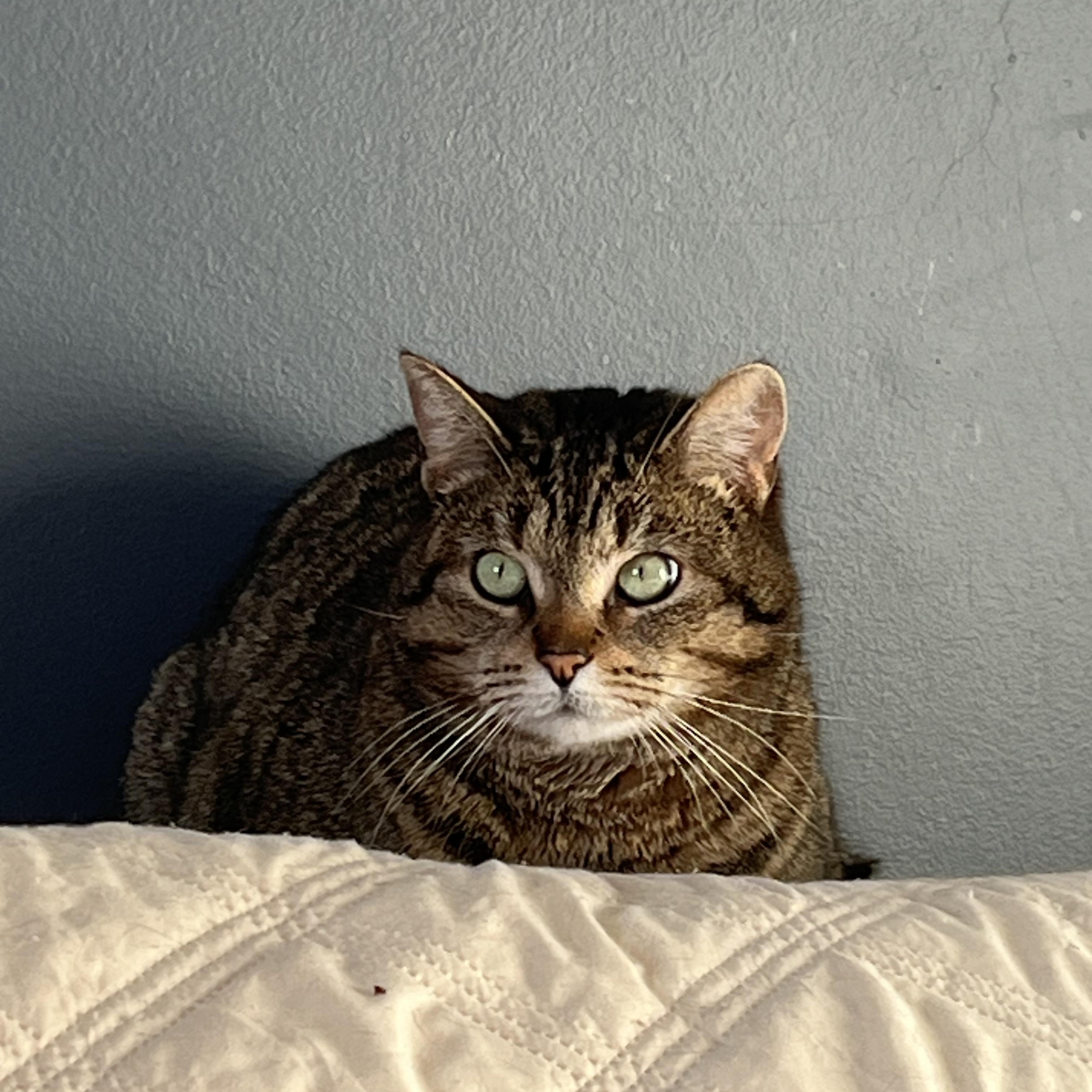 Lyra, ADOPTABLE, Adult Female Domestic Short Hair.