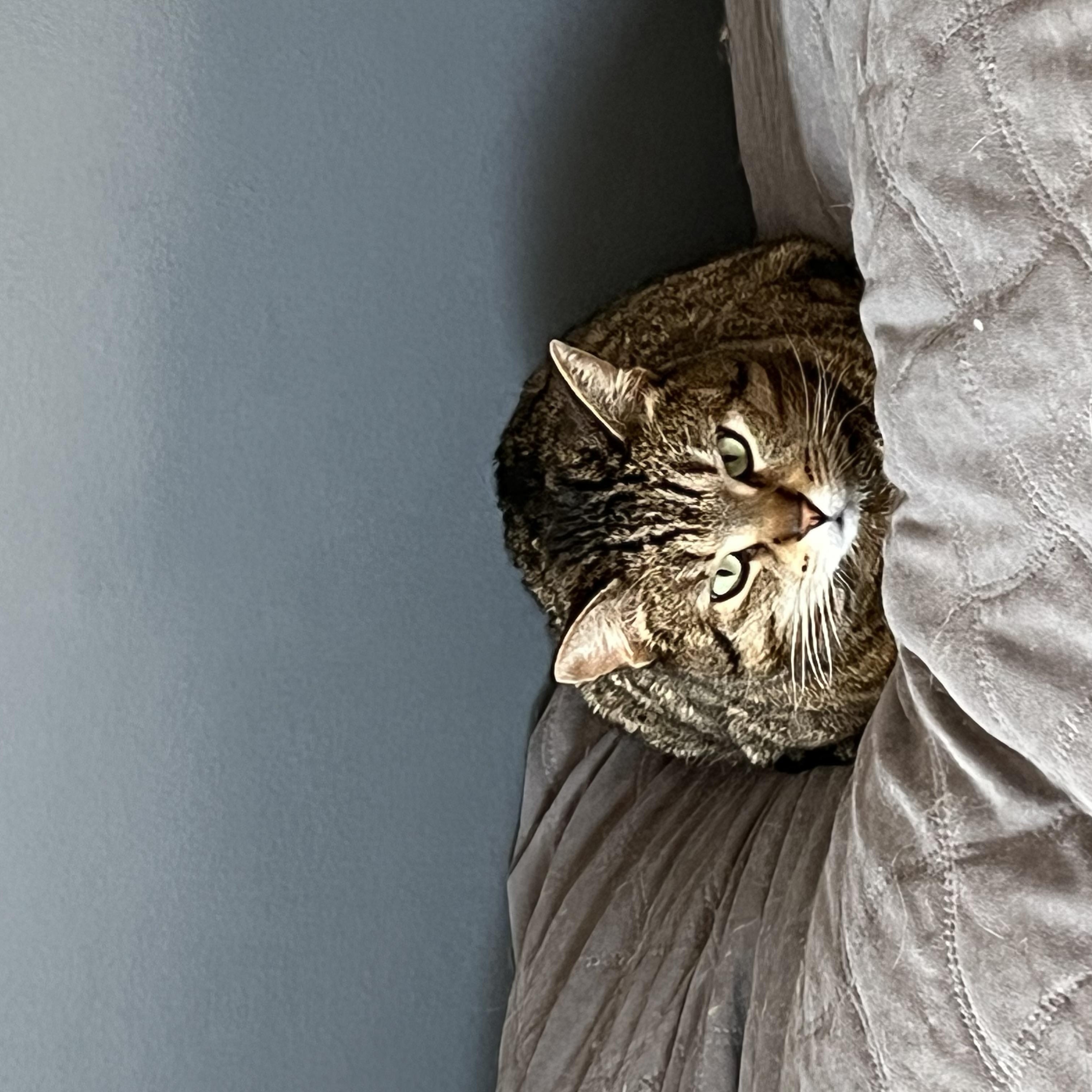 Enlarge Lyra, a ADOPTABLE Domestic Short Hair in Toronto, ON image 3/3
