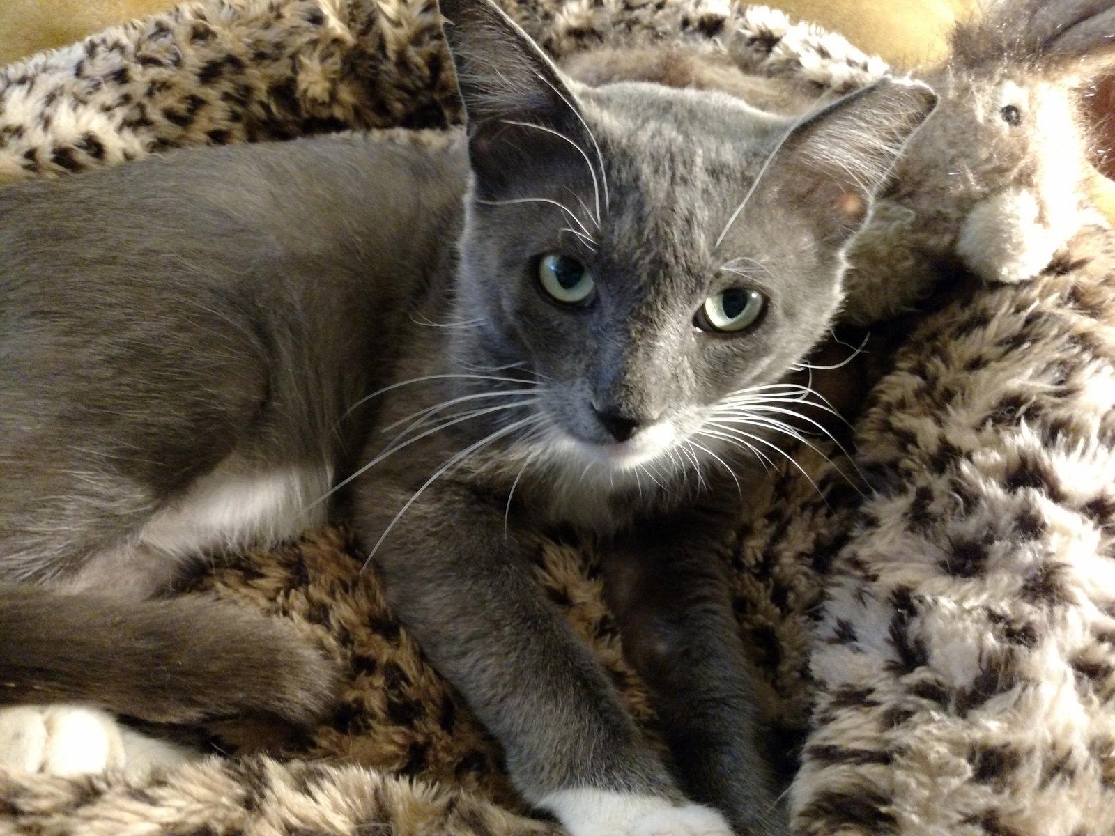 Phoenix, Adopted, Adult Male Russian Blue.