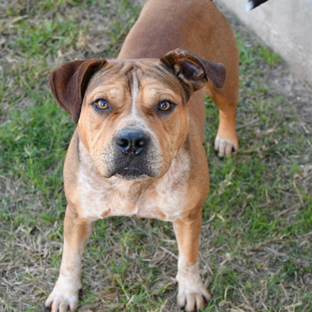 Cedric, Adoptable, Adult Male Beagle.