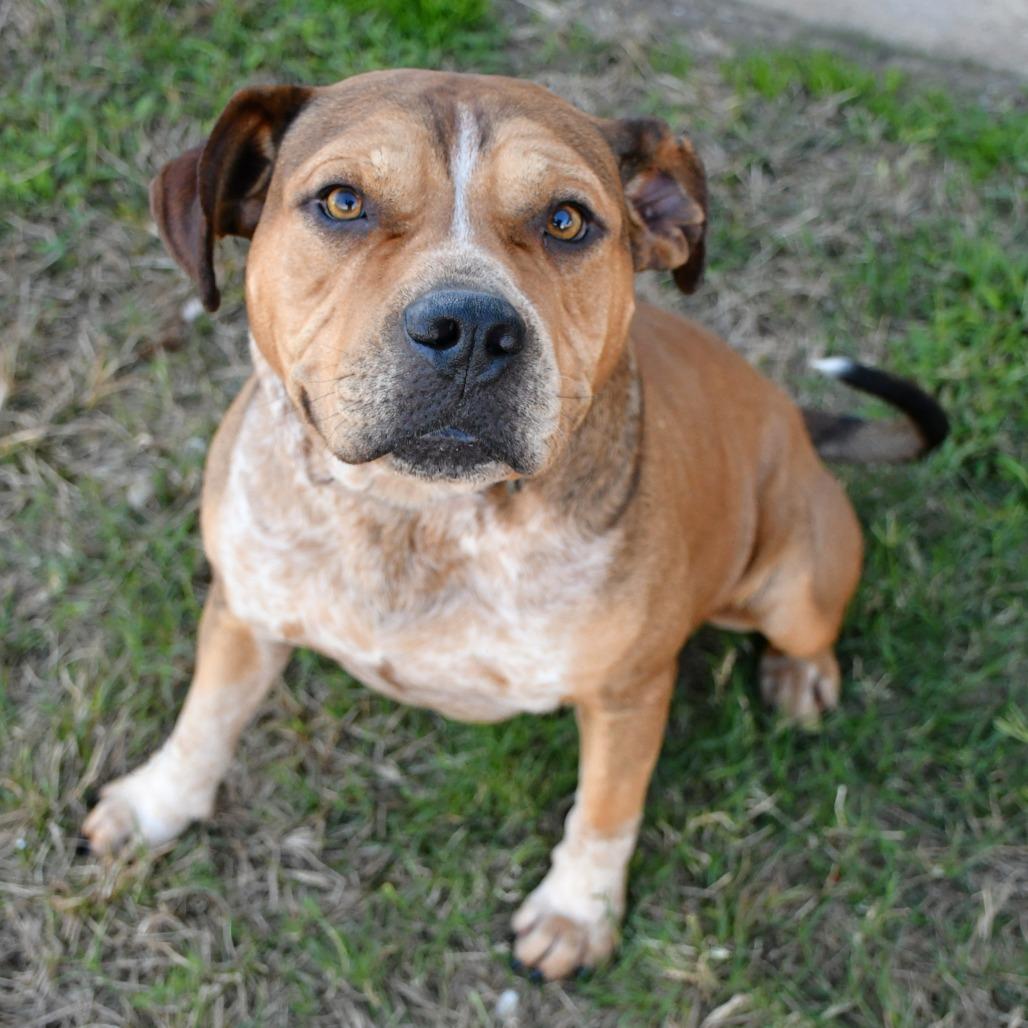 Enlarge Cedric, a Adoptable Beagle in Beaumont, TX image 2/6