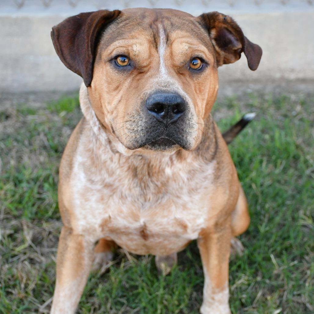 Enlarge Cedric, a Adoptable Beagle in Beaumont, TX image 3/6