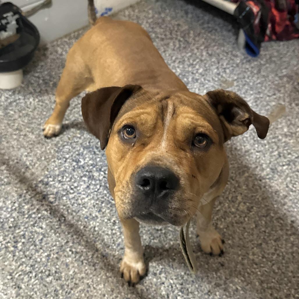 Enlarge Cedric, a Adoptable Beagle in Beaumont, TX image 5/6