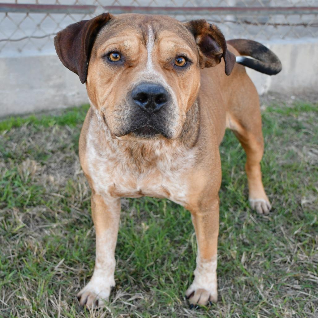 Enlarge Cedric, a Adoptable Beagle in Beaumont, TX image 6/6