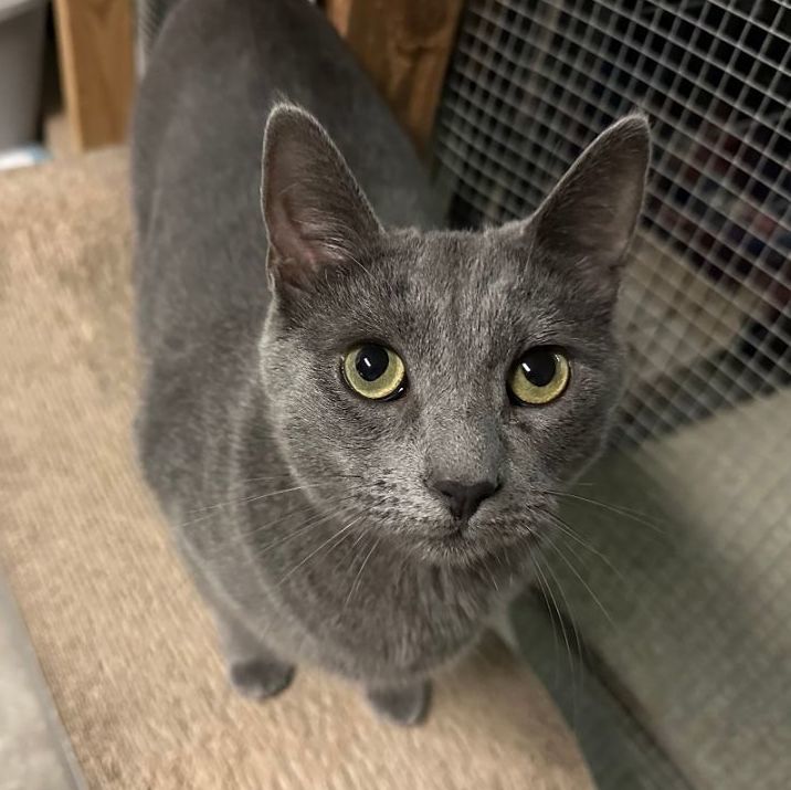 Haze, a Adoptable Domestic Short Hair in Midway City, CA image 1/16