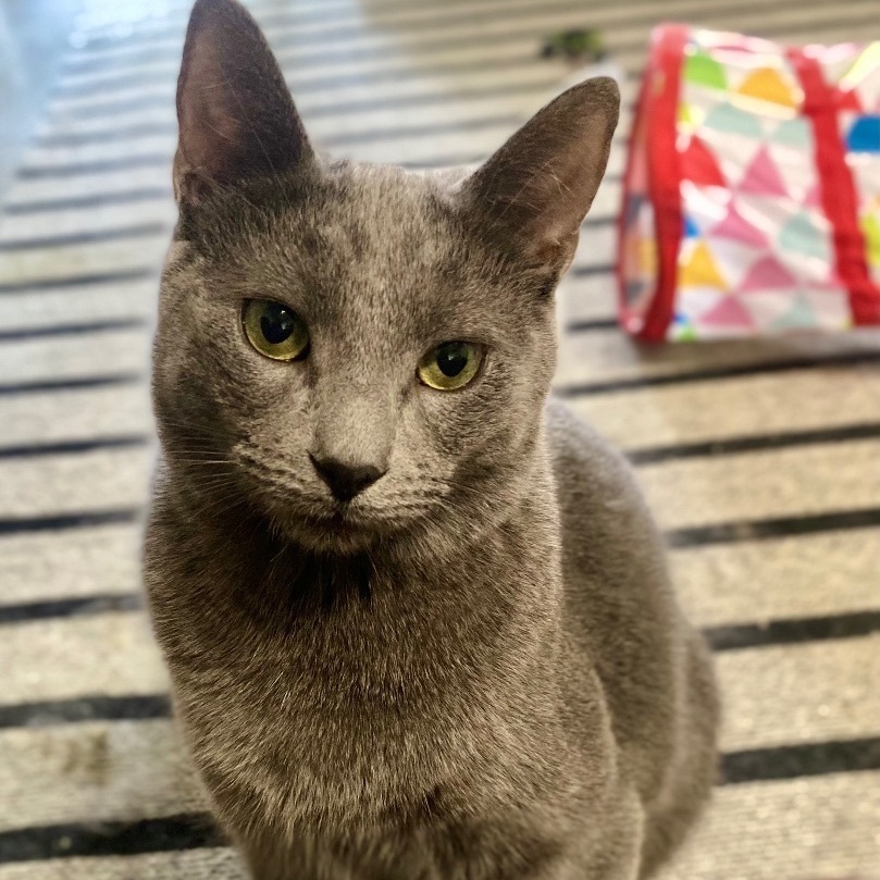 Haze, a Adoptable Domestic Short Hair in Midway City, CA image 2/16