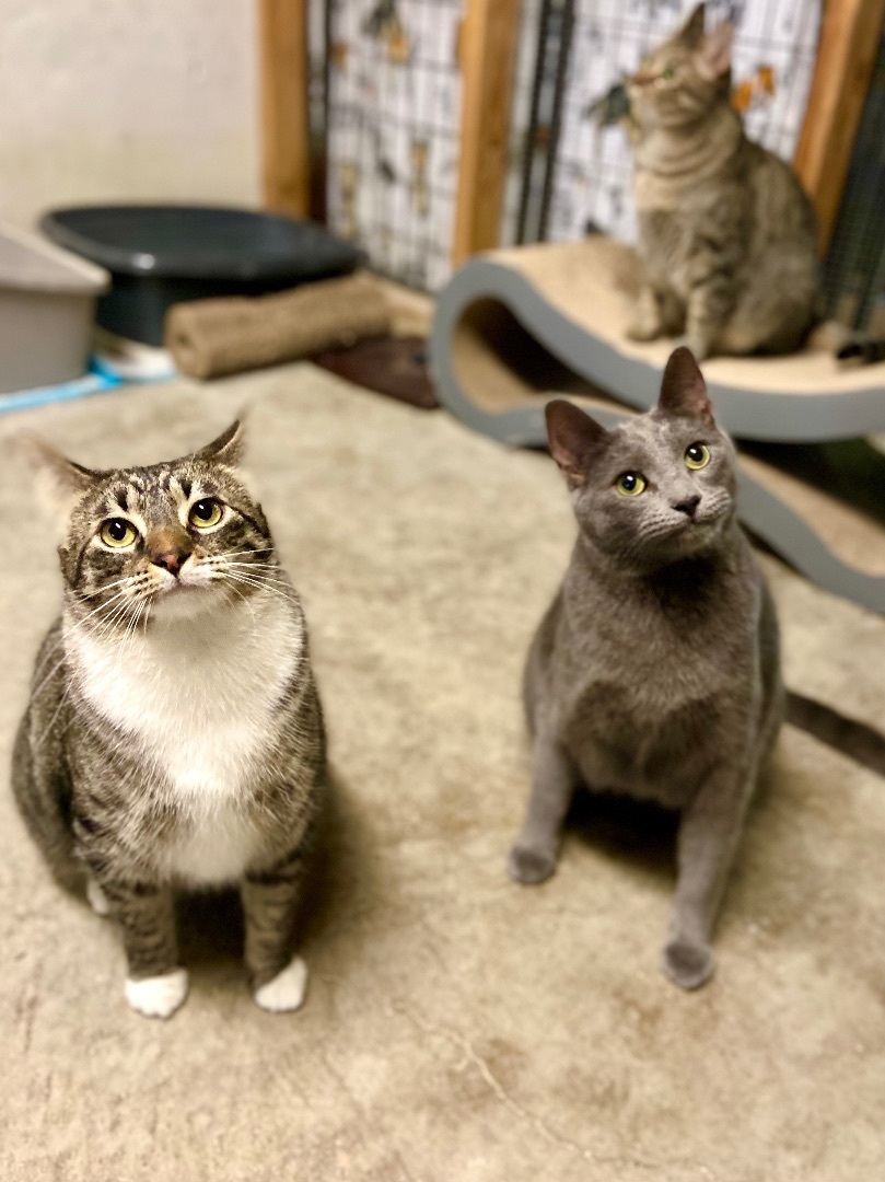 Haze, a Adoptable Domestic Short Hair in Midway City, CA image 3/16