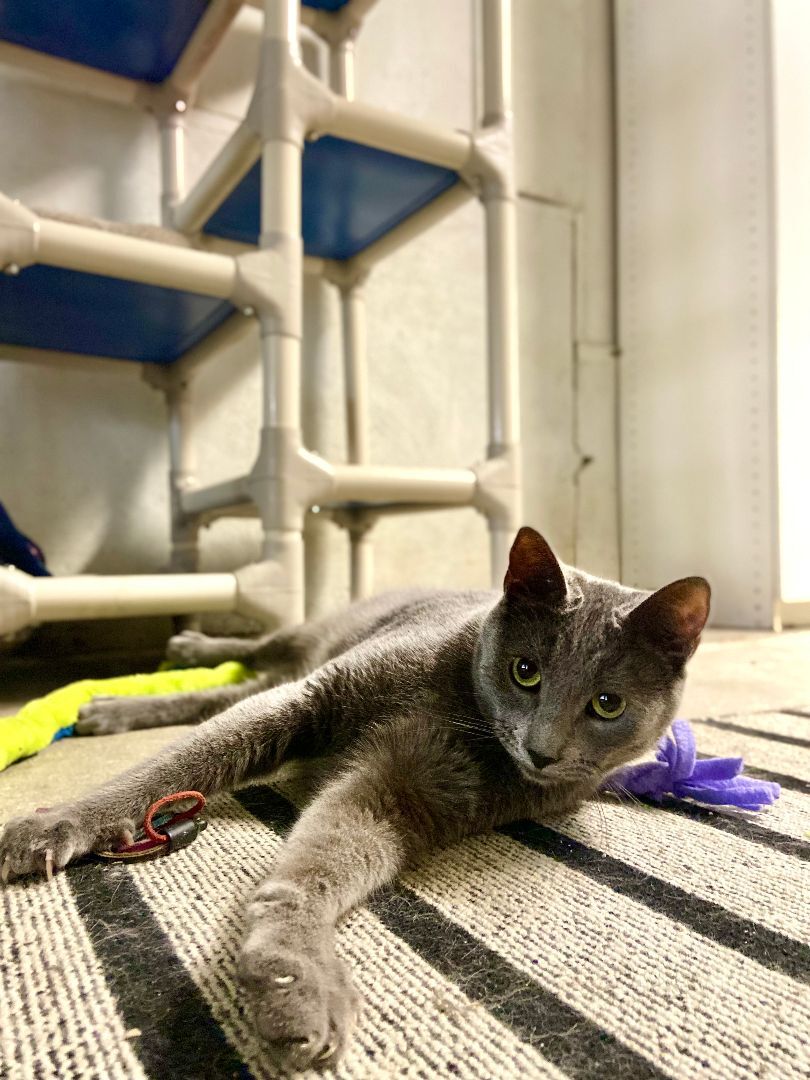 Haze, a Adoptable Domestic Short Hair in Midway City, CA image 4/16