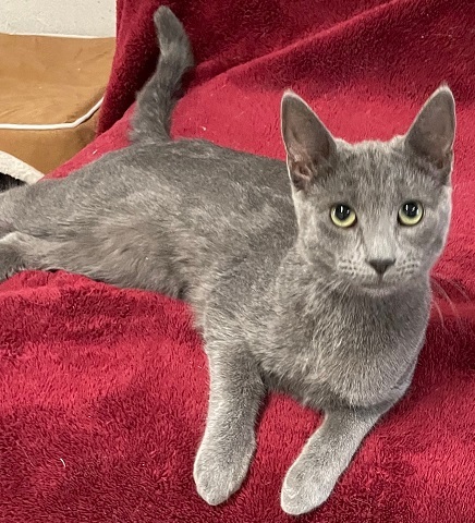 Haze, a Adoptable Domestic Short Hair in Midway City, CA image 5/16