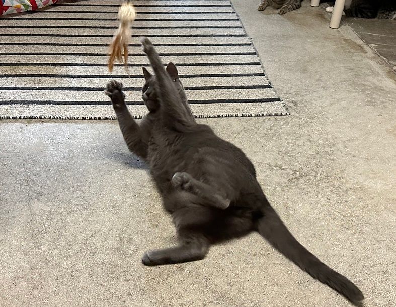 Haze, a Adoptable Domestic Short Hair in Midway City, CA image 6/16