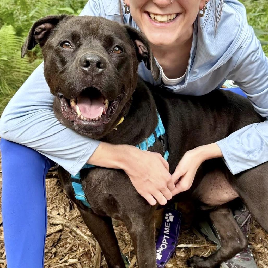 Bowie, Adoptable, Adult Male Mixed Breed.