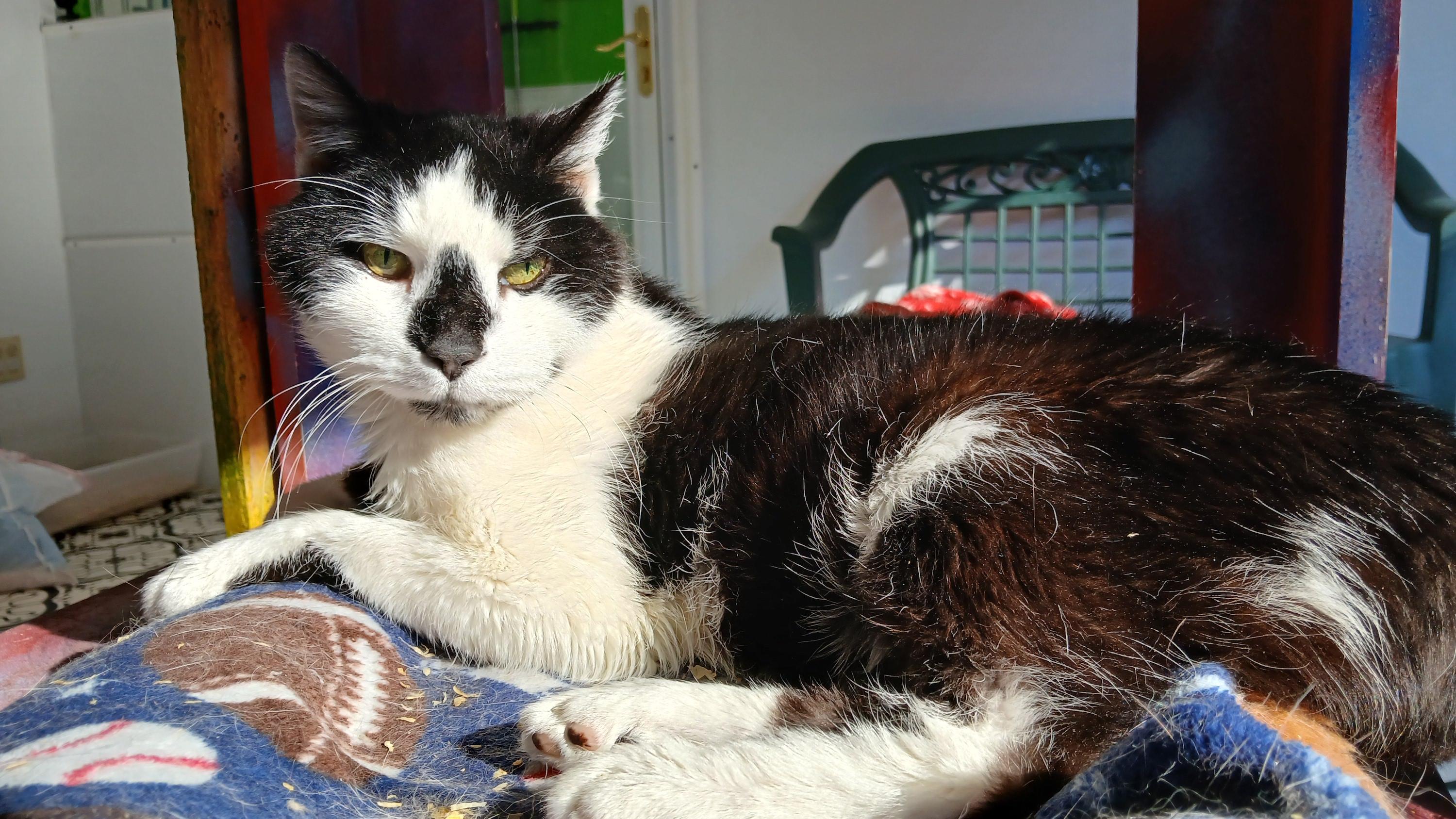 Enlarge Fathom, an adopted Domestic Short Hair in Cullowhee, NC image 2/6