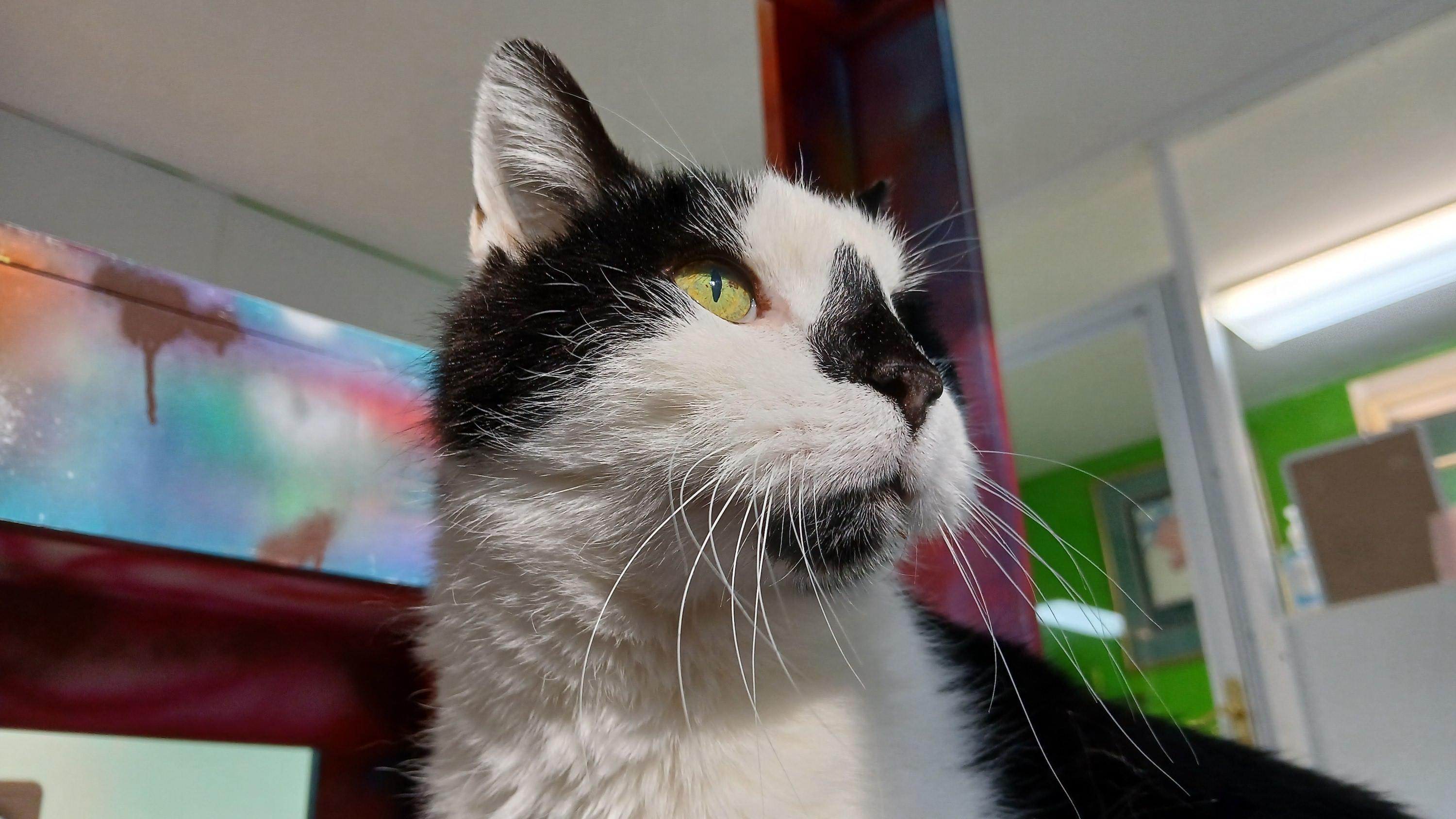 Enlarge Fathom, an adopted Domestic Short Hair in Cullowhee, NC image 4/6