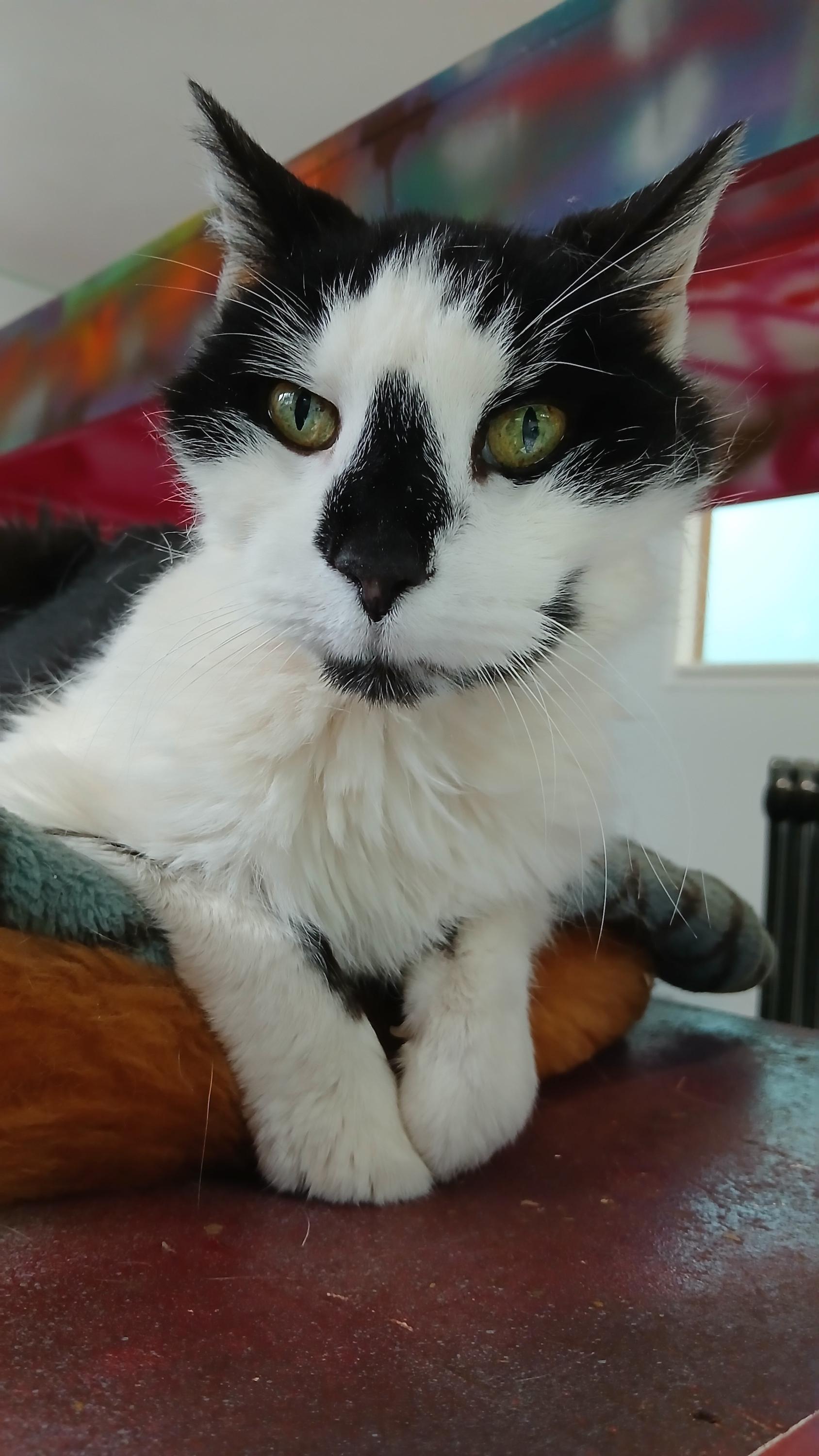 Enlarge Fathom, an adopted Domestic Short Hair in Cullowhee, NC image 6/6