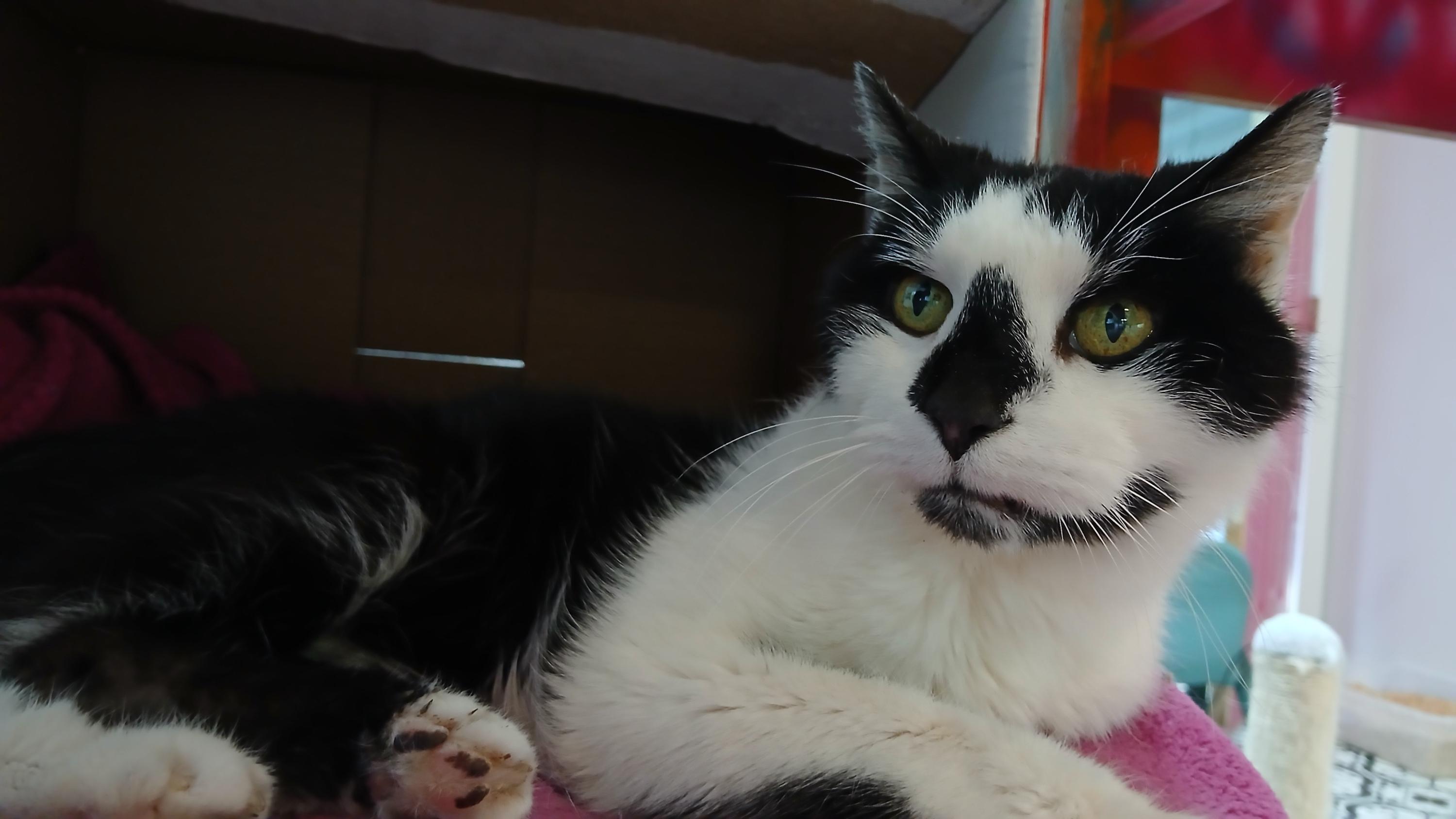 Enlarge Fathom, an adopted Domestic Short Hair in Cullowhee, NC image 5/6