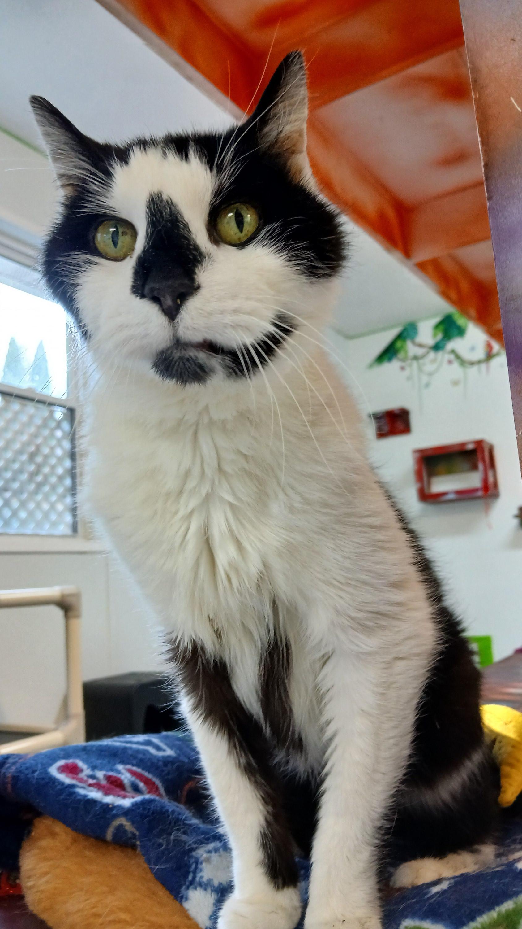 Enlarge Fathom, an adopted Domestic Short Hair in Cullowhee, NC image 3/6