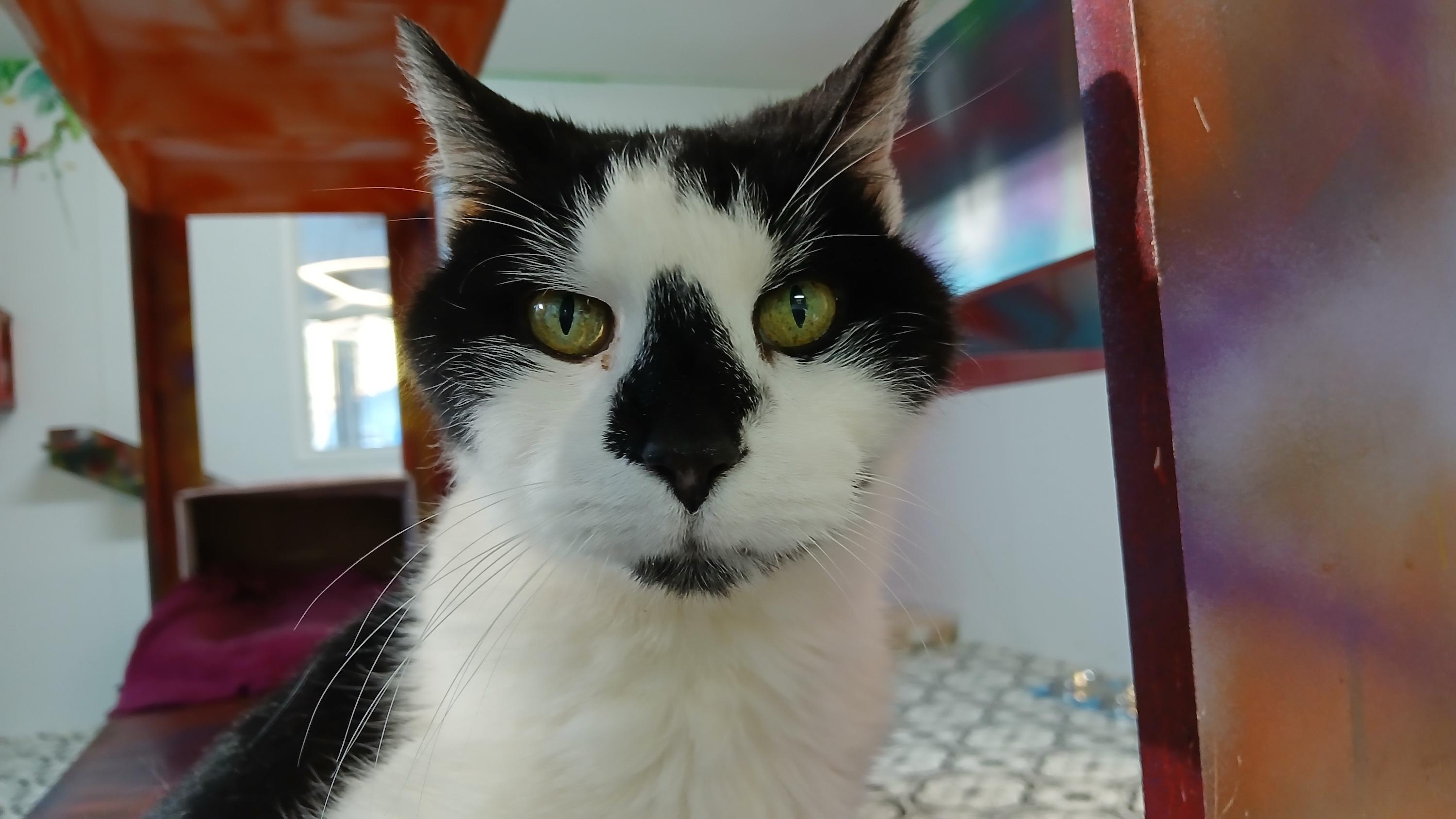 Enlarge Fathom, an adopted Domestic Short Hair in Cullowhee, NC image 1/6