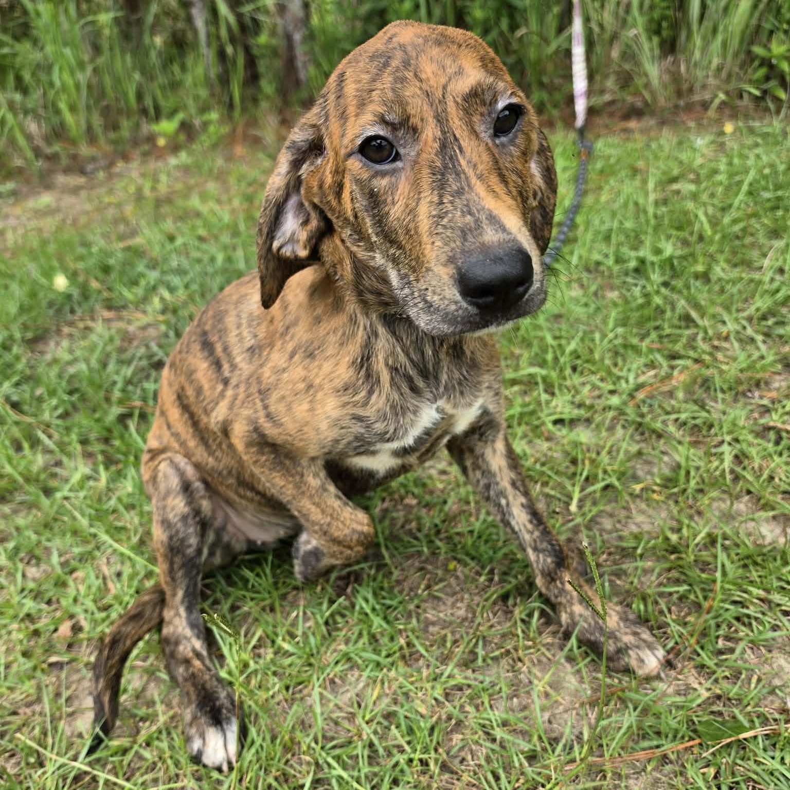 Loretta, Adoptable, Puppy Female Treeing Walker Coonhound & Labrador Retriever.