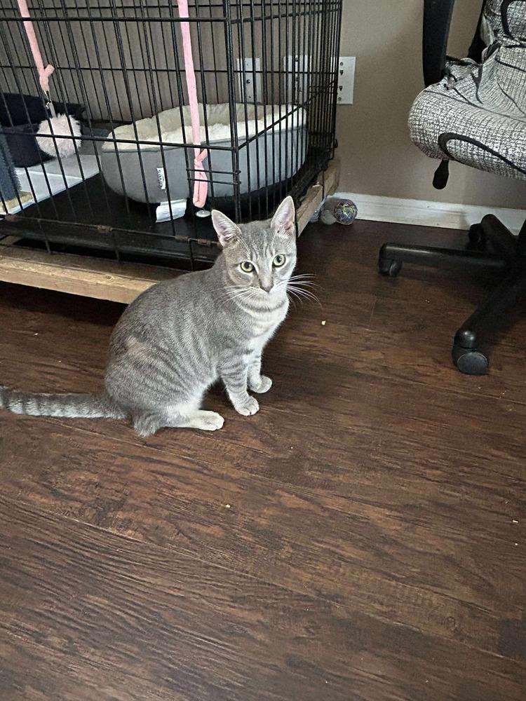 Enlarge Starfire, a Adoptable Domestic Short Hair in Orlando, FL image 1/6