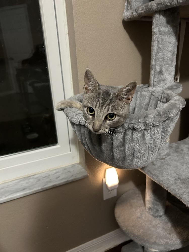 Enlarge Starfire, a Adoptable Domestic Short Hair in Orlando, FL image 2/6