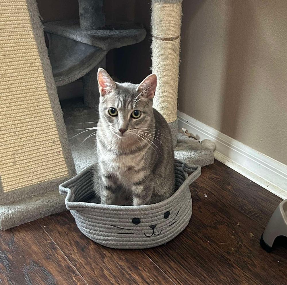 Enlarge Starfire, a Adoptable Domestic Short Hair in Orlando, FL image 3/6