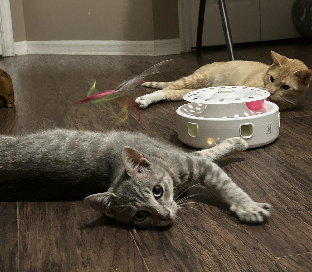 Enlarge Starfire, a Adoptable Domestic Short Hair in Orlando, FL image 4/6