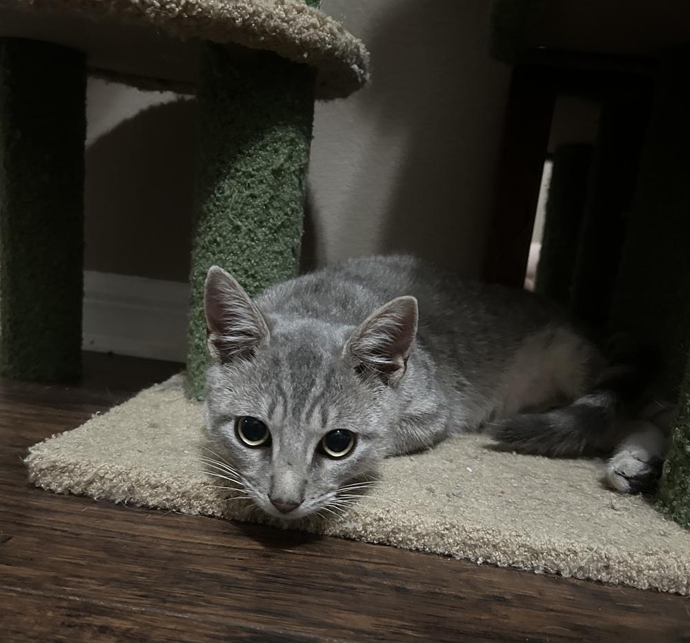 Enlarge Starfire, a Adoptable Domestic Short Hair in Orlando, FL image 5/6