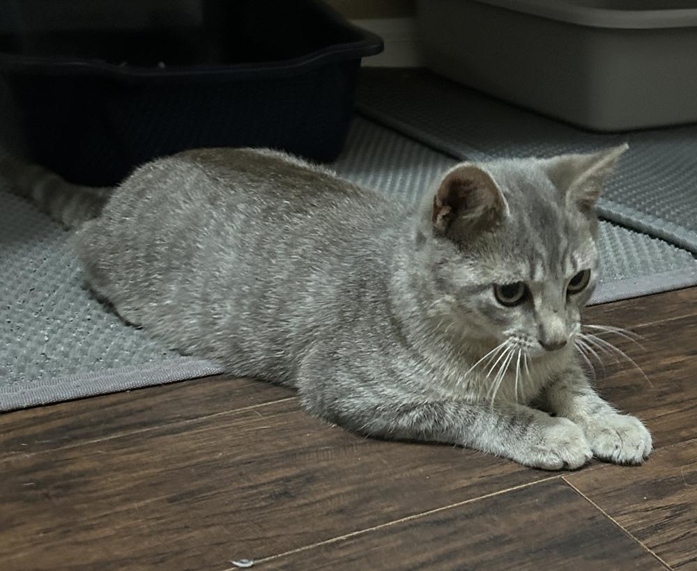 Enlarge Starfire, a Adoptable Domestic Short Hair in Orlando, FL image 6/6