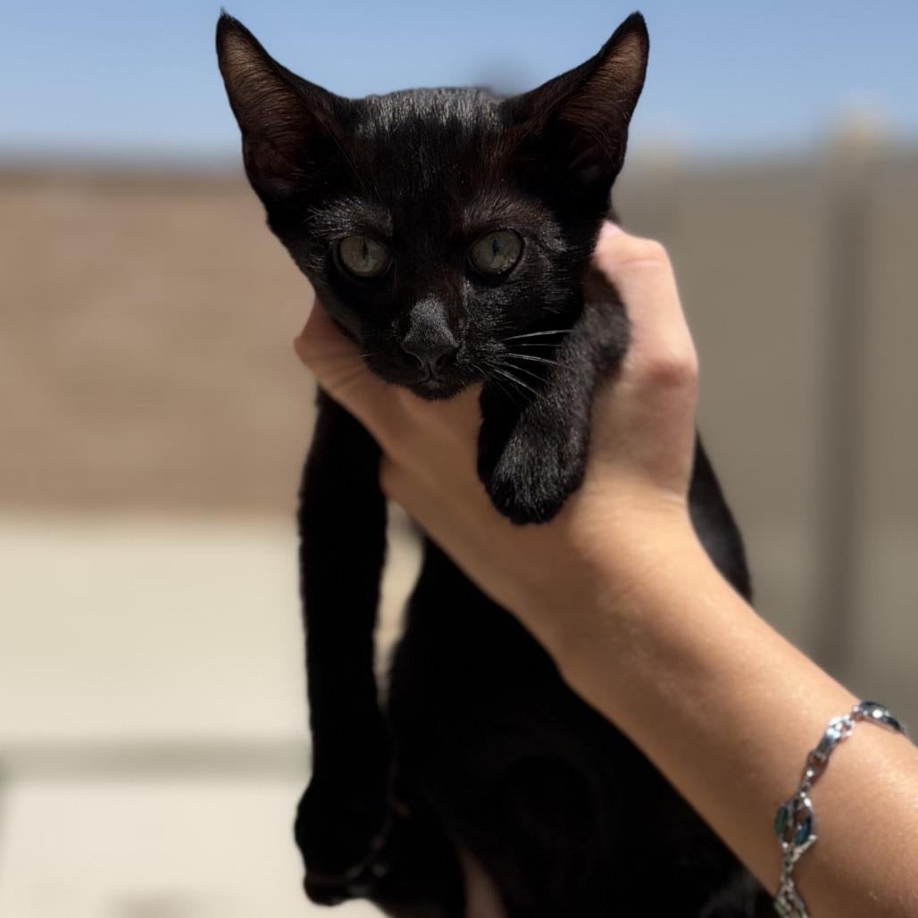 Lexi Kitty, Adoptable, Young Female Domestic Short Hair.