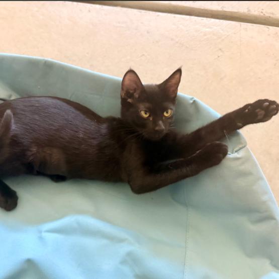 Enlarge Lexi Kitty, a Adoptable Domestic Short Hair in Oceanside, CA image 2/4