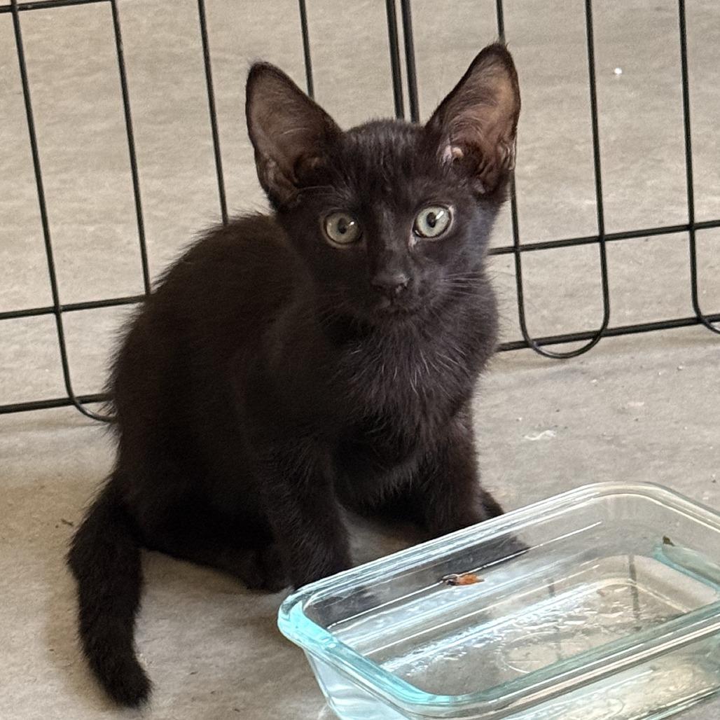Enlarge Lexi Kitty, a Adoptable Domestic Short Hair in Oceanside, CA image 3/4