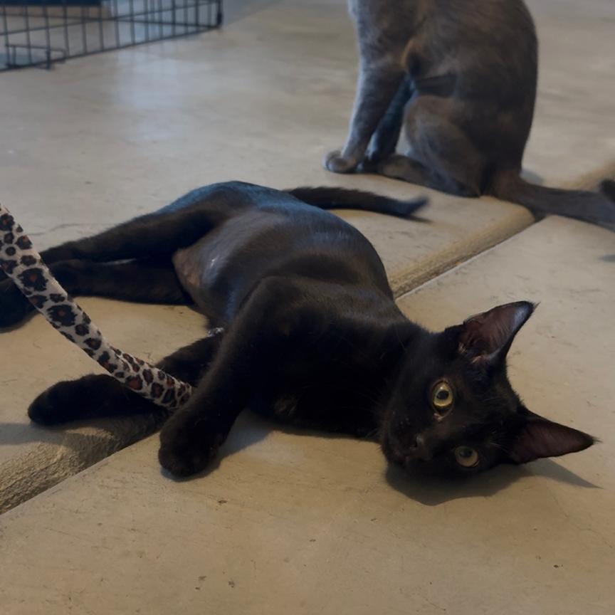 Enlarge Lexi Kitty, a Adoptable Domestic Short Hair in Oceanside, CA image 4/4