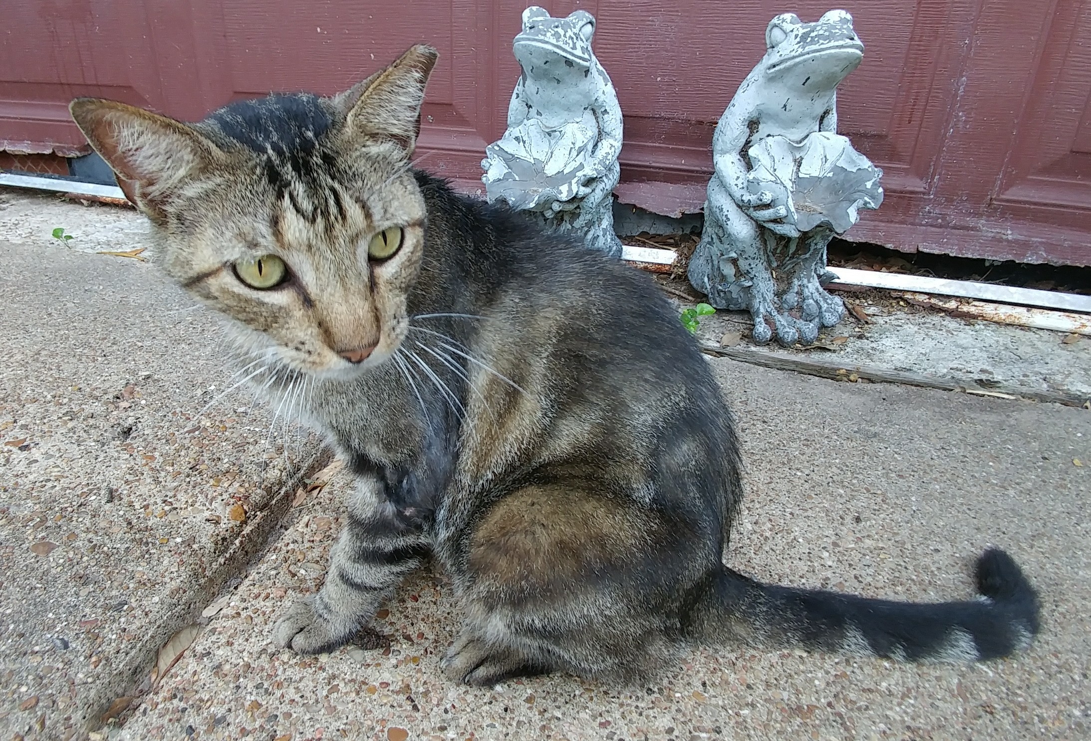 Malley, a Adoptable Domestic Short Hair in Houston, TX image 1/2