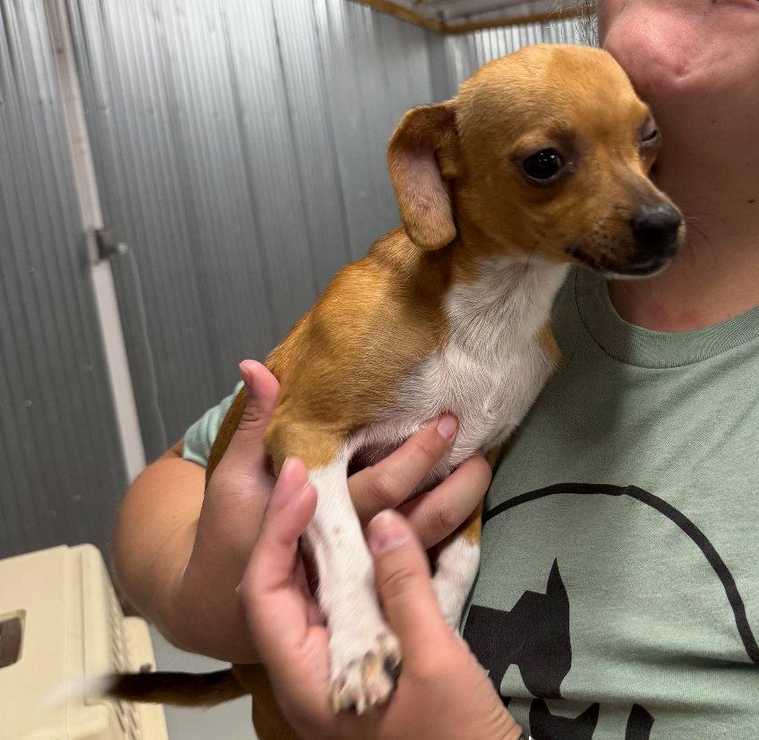 Taco - ADOPTION IN PROCESS, Adoptable, Young Male Chihuahua.