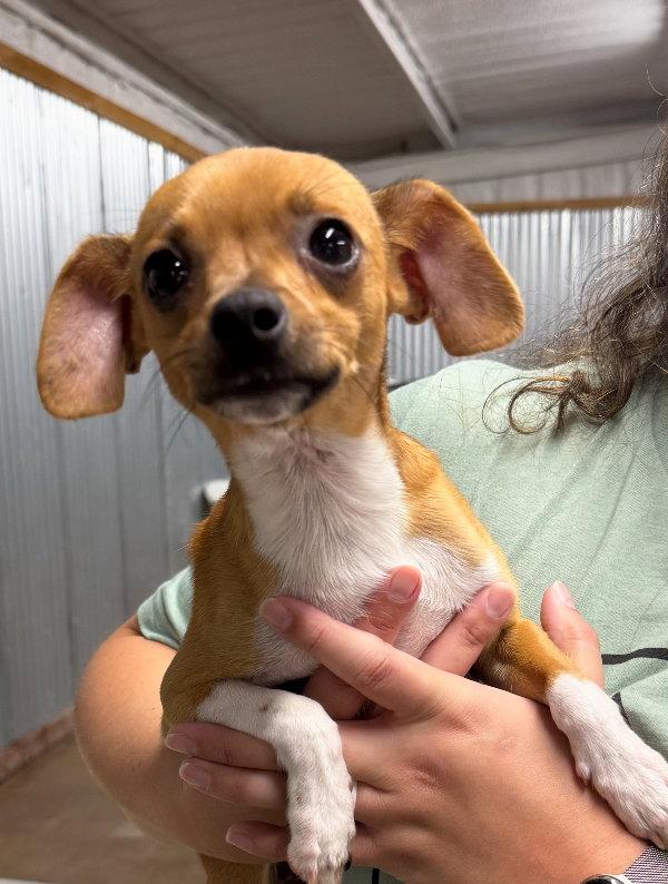 Enlarge Taco - ADOPTION IN PROCESS, a Adoptable Chihuahua in Grafton, WI image 2/3