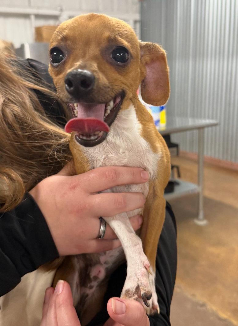 Enlarge Taco - ADOPTION IN PROCESS, a Adoptable Chihuahua in Grafton, WI image 3/3