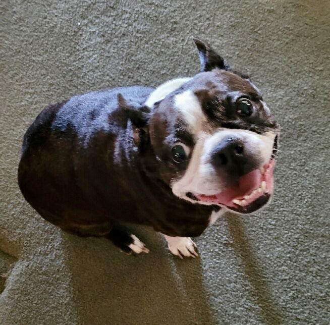Roxie (Adoption Pending), Adoptable, Young Female Boston Terrier.
