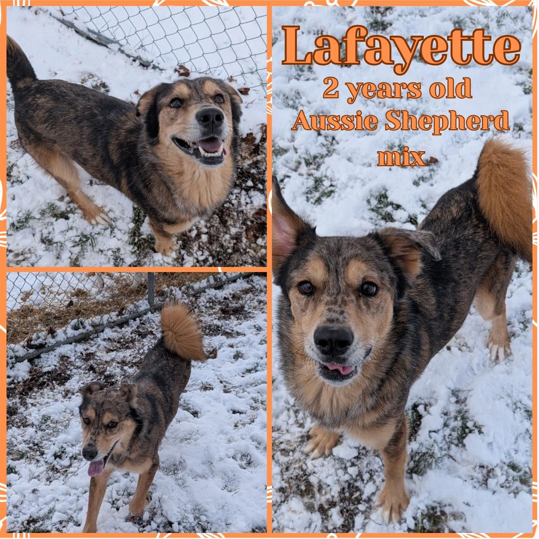 Enlarge Lafayette, a ADOPTABLE mixed breed in Franklin, IN image 1/1