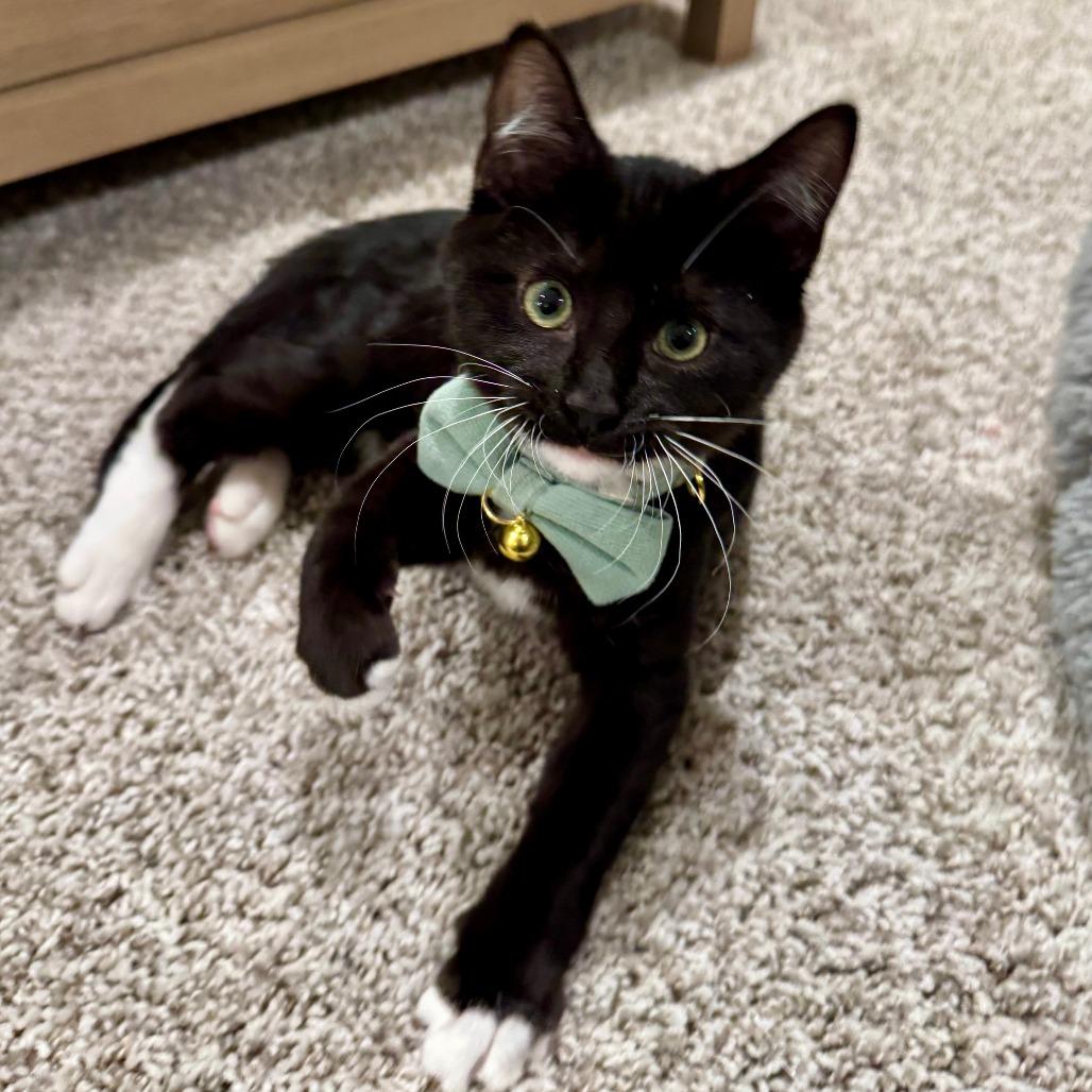 Bogey, Adoptable, Kitten Male Domestic Medium Hair.