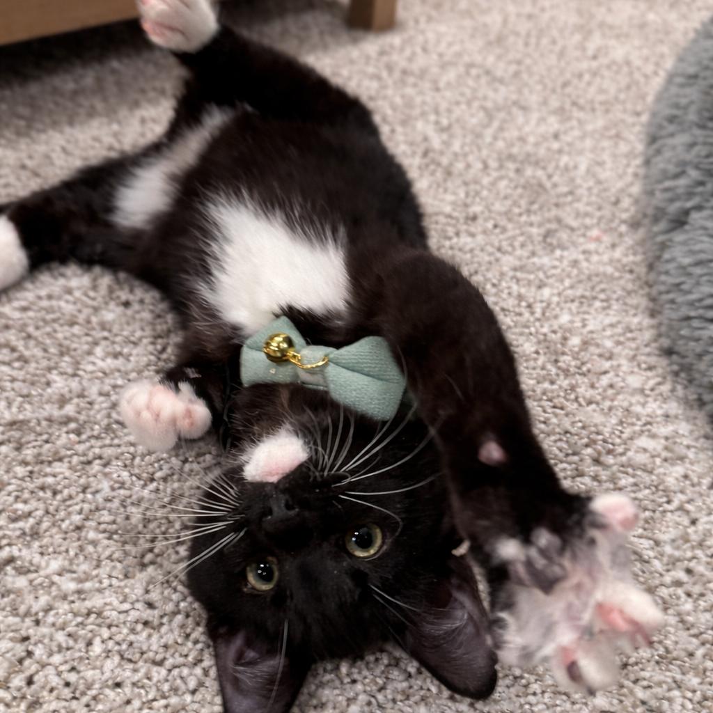 Enlarge Bogey, a Adoptable Domestic Medium Hair in Cincinnati, OH image 2/6