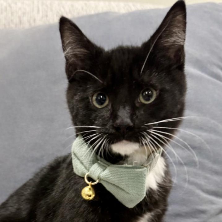 Enlarge Bogey, a Adoptable Domestic Medium Hair in Cincinnati, OH image 3/6