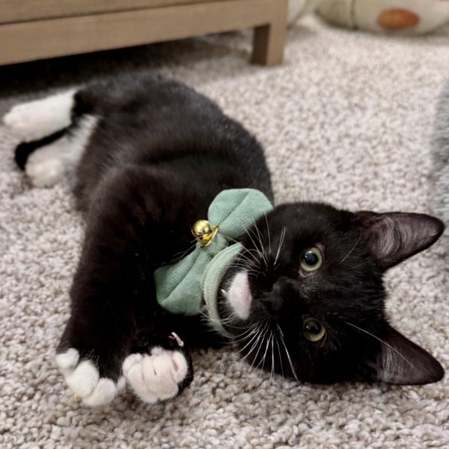 Enlarge Bogey, a Adoptable Domestic Medium Hair in Cincinnati, OH image 4/6