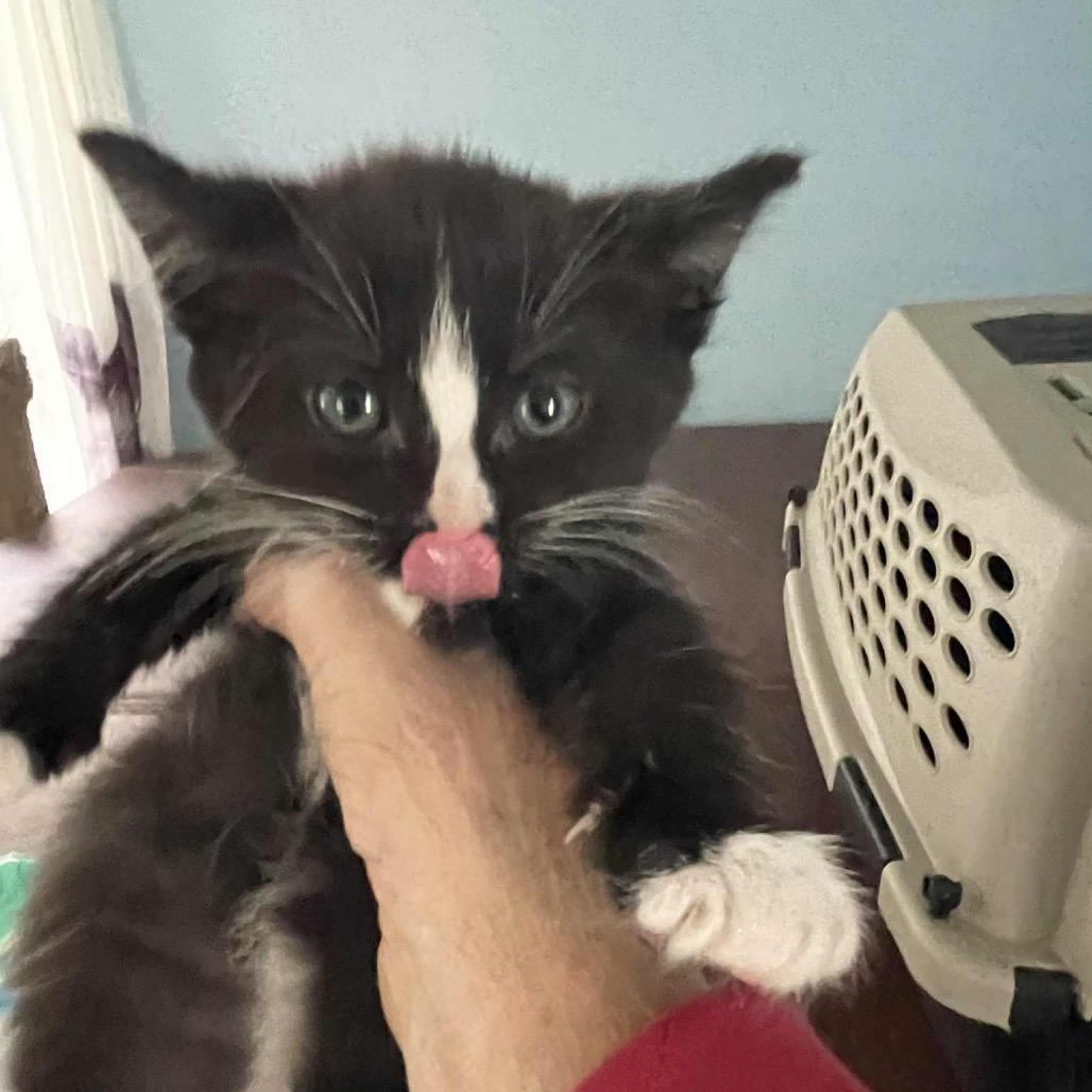 Enlarge Bogey, a Adoptable Domestic Medium Hair in Cincinnati, OH image 5/6