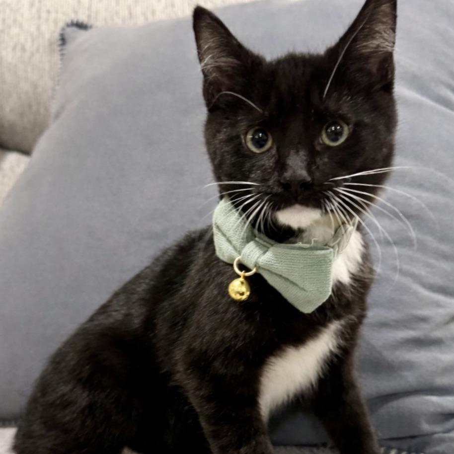 Enlarge Bogey, a Adoptable Domestic Medium Hair in Cincinnati, OH image 6/6