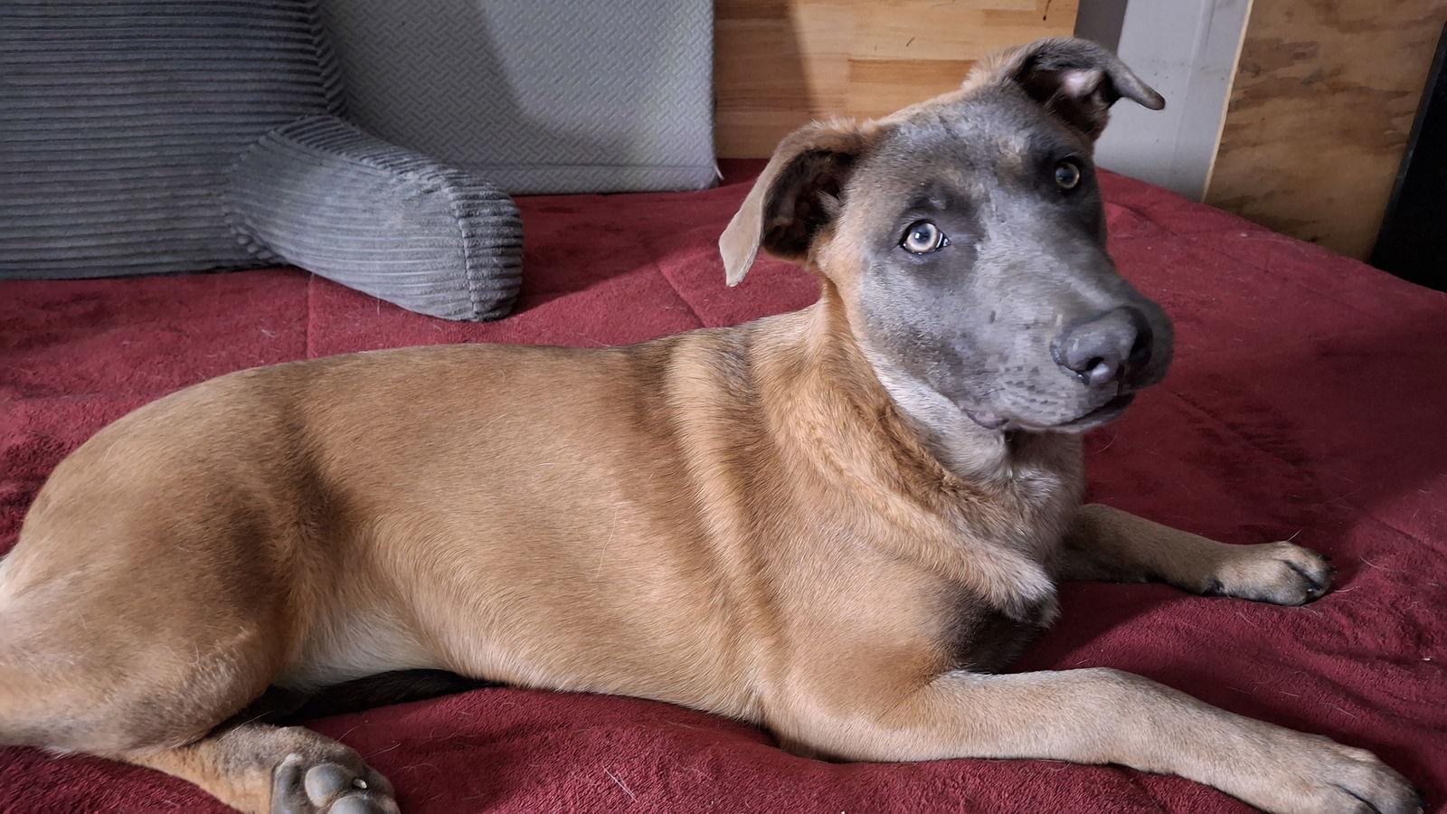 ROBIN, Adoptable, Young Female Belgian Shepherd / Malinois.