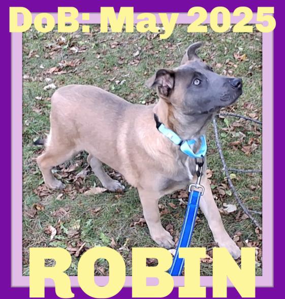 ROBIN, Adoptable, Young Female German Shepherd Dog & Belgian Shepherd / Malinois.