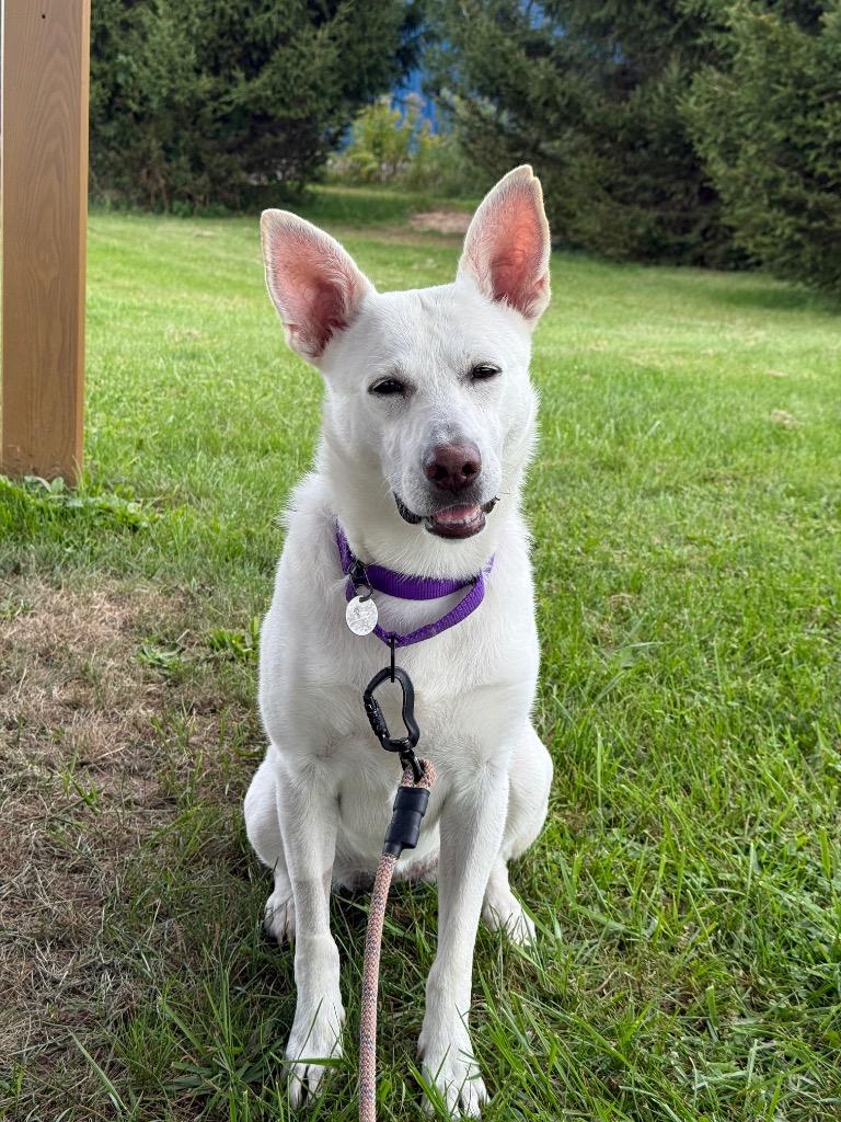 Enlarge Norie, a Adoptable mixed breed in North Syracuse, NY image 3/6