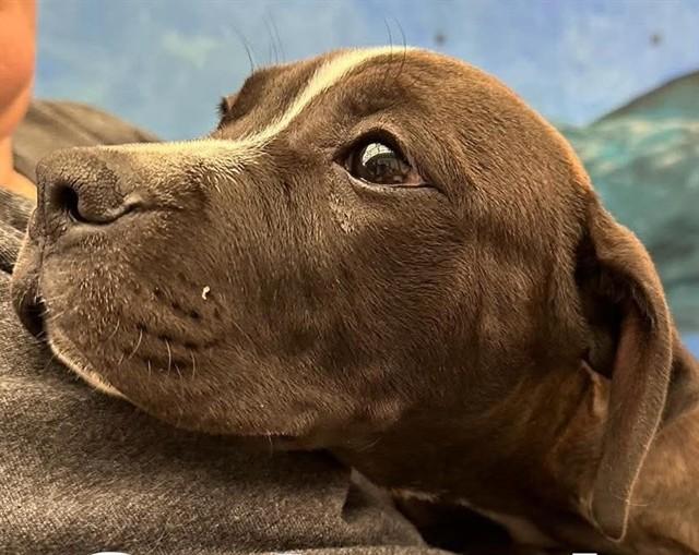 Enlarge HAZEL, a Adoptable mixed breed in Anchorage, AK image 1/1