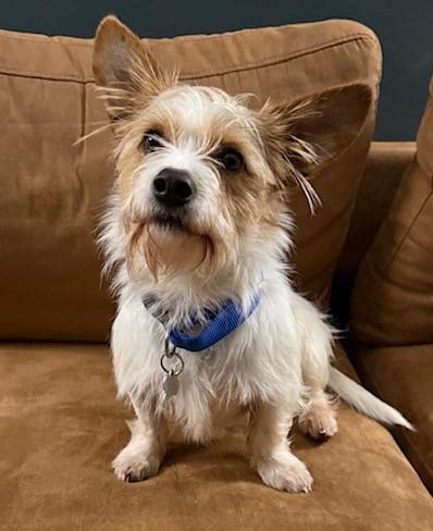 Enlarge Dennis, an adoptable mixed breed in Palatine, IL image 1/5